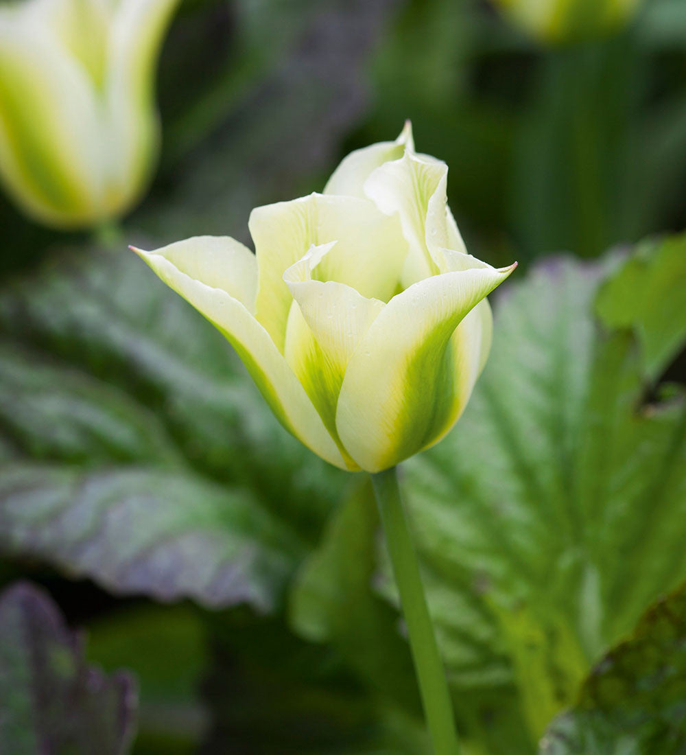 Apricot and White Tulip Mix