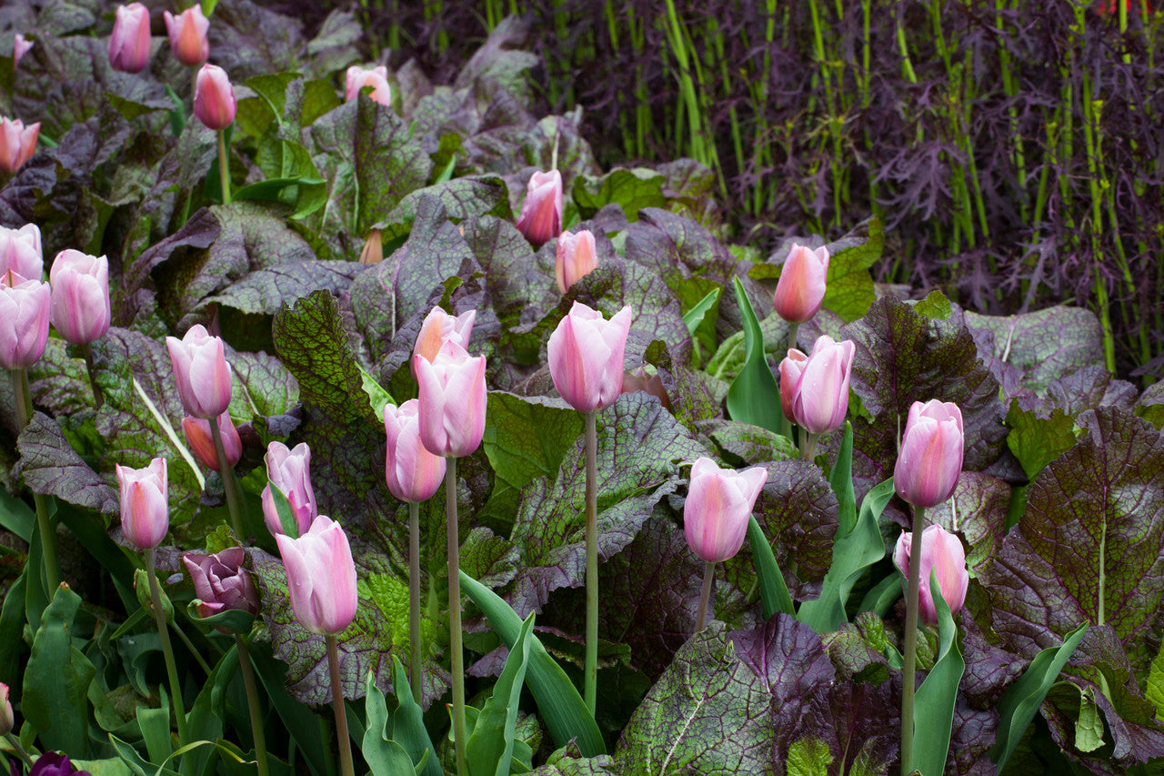 Tulip 'Mistress Mystic'
