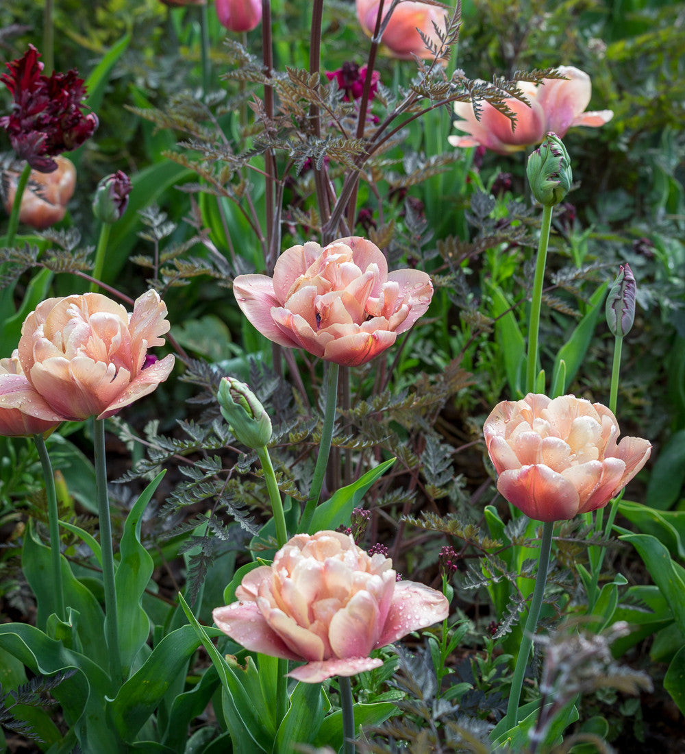 Tulip 'La Belle Epoque'