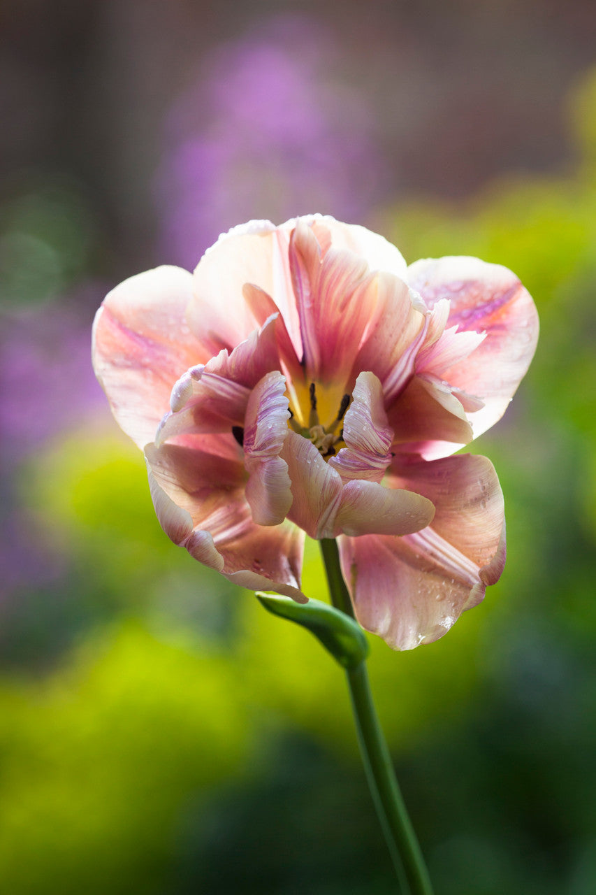 Tulip 'La Belle Epoque'