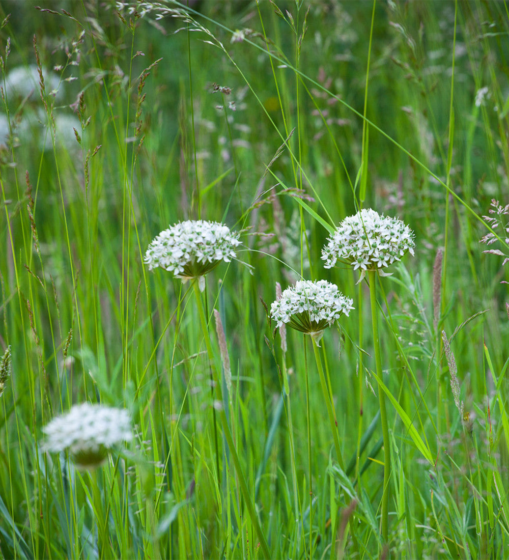 Allium nigrum