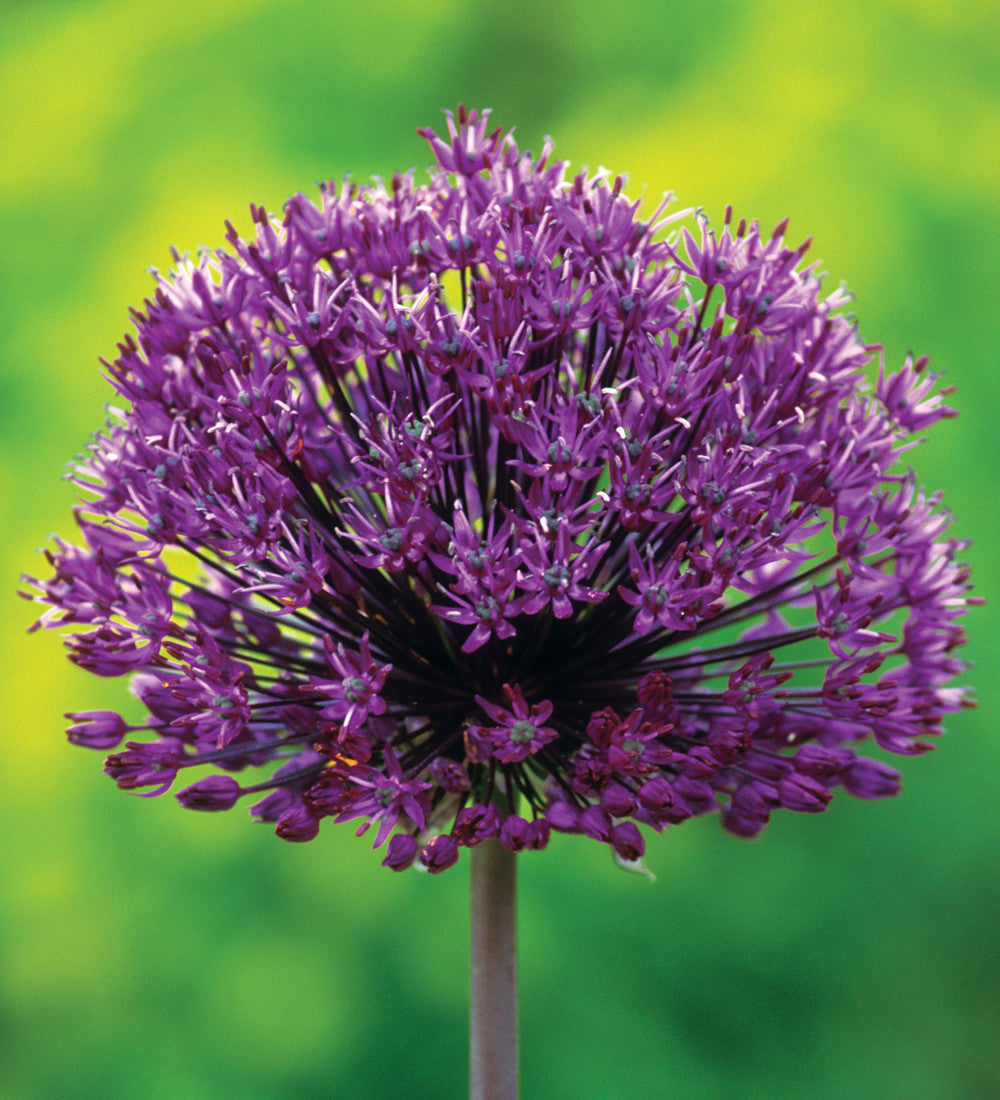 Fantastic Allium Collection