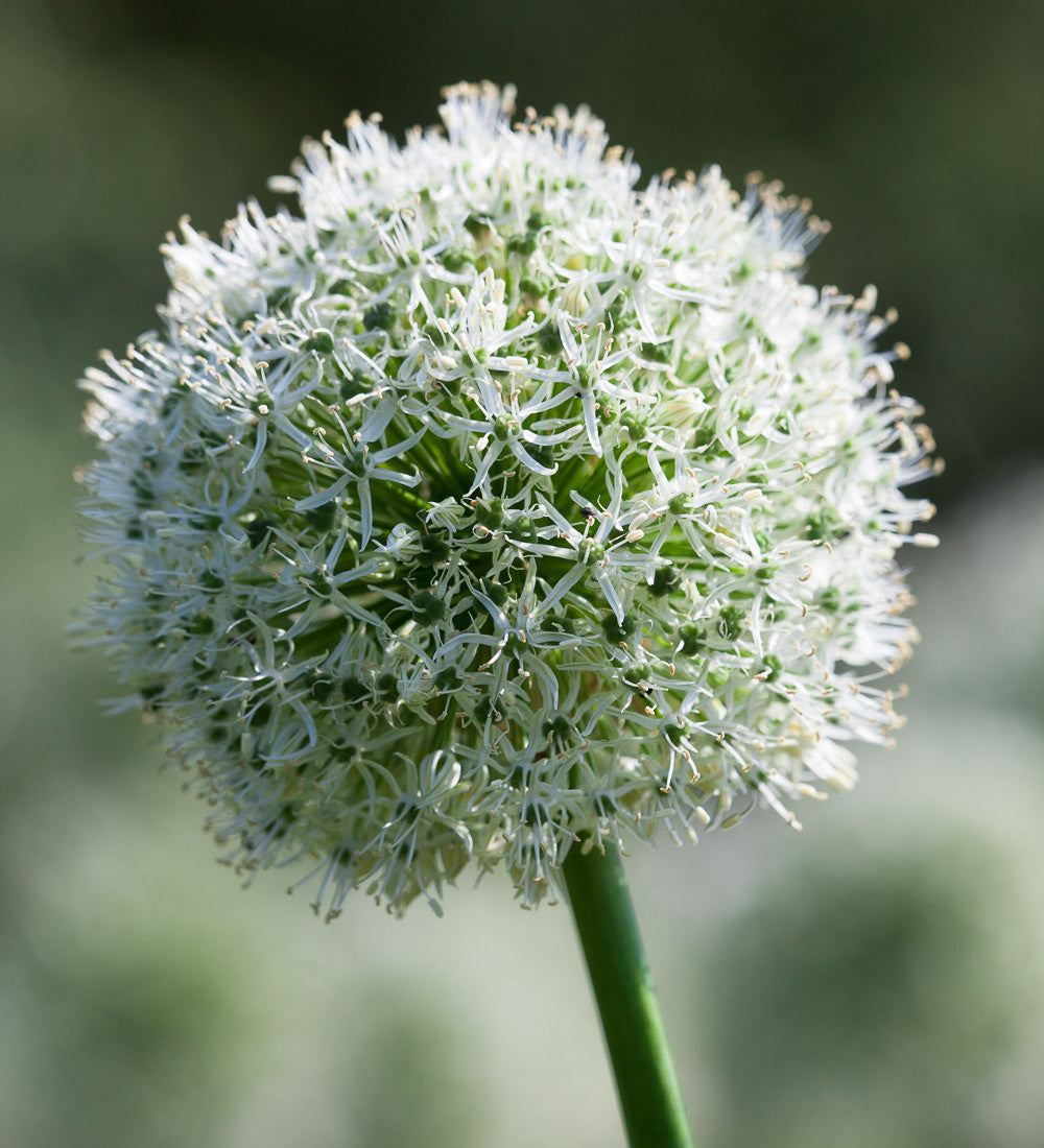 Allium stipitatum 'Mount Everest'