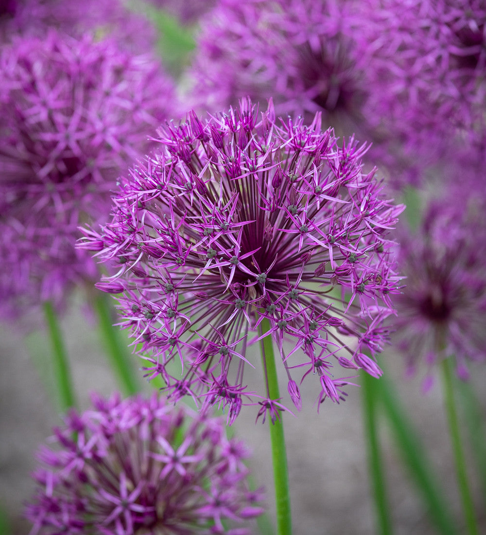Allium jesdianum 'Purple Rain'