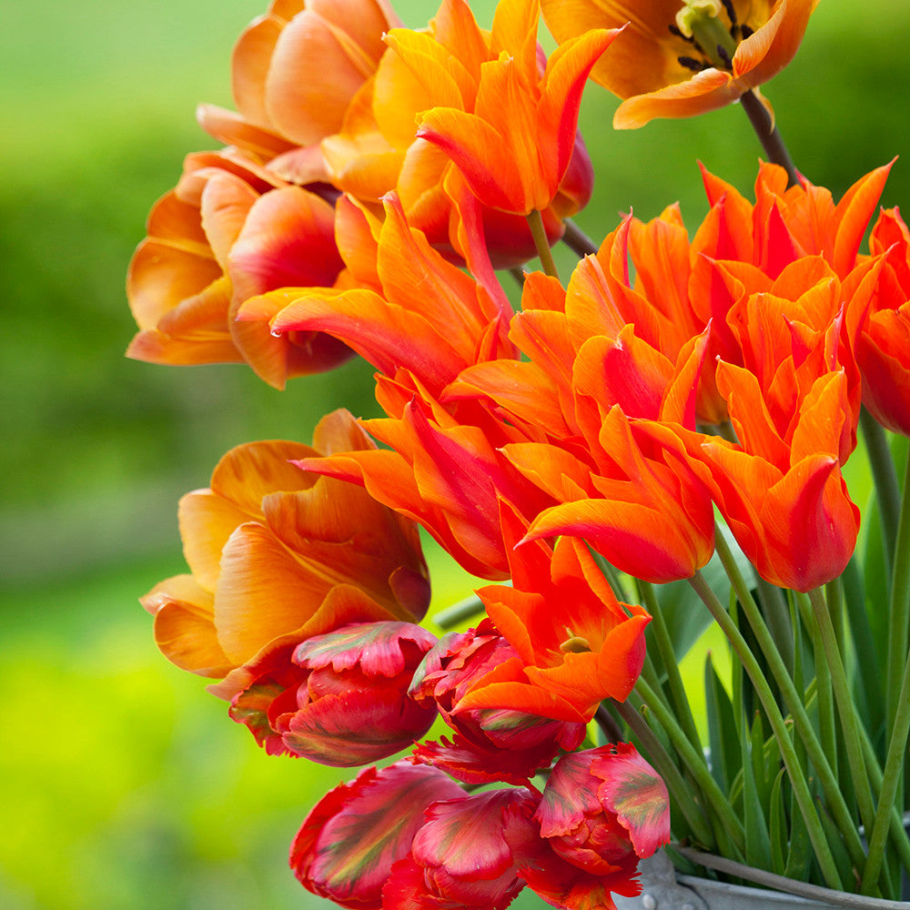 Scented Tulip Collection