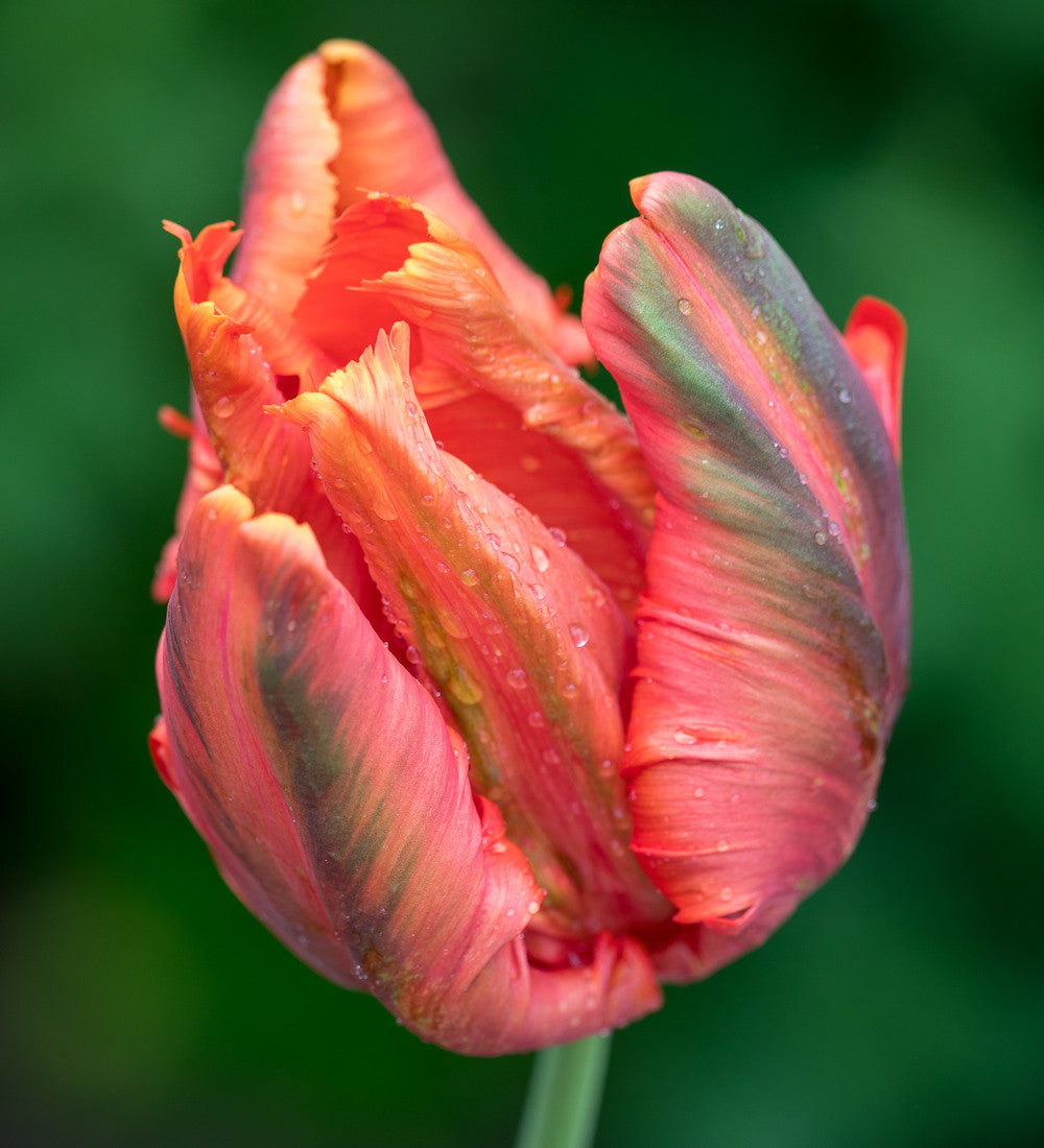 Scented Tulip Collection