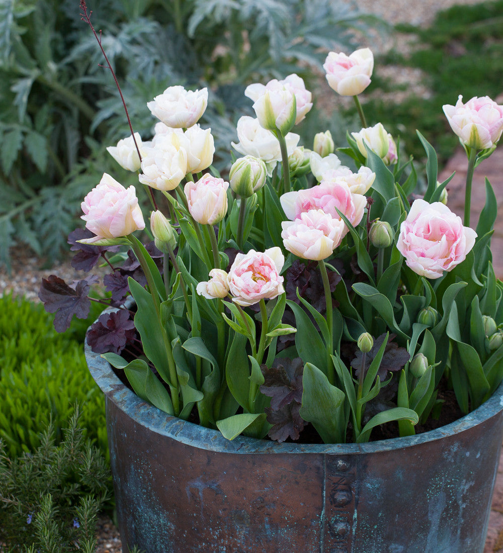 Tulip 'China Town'