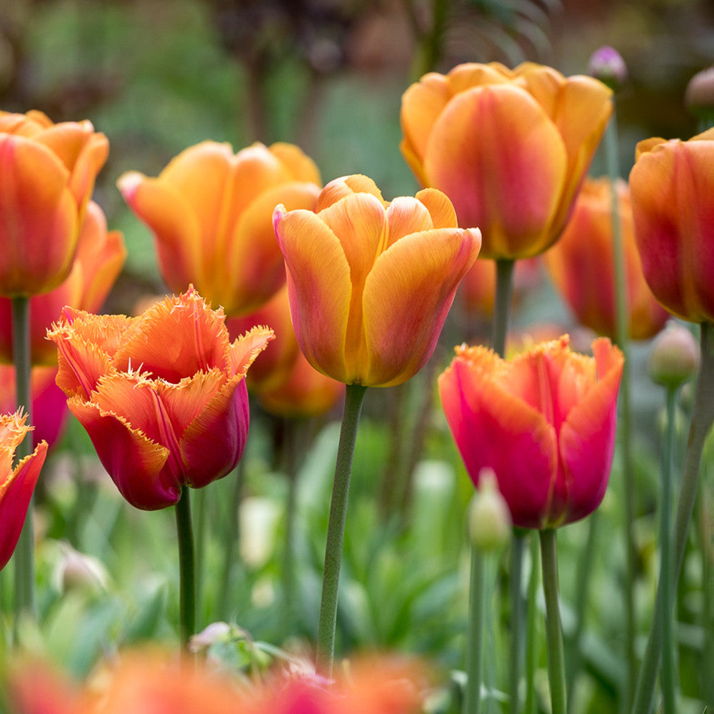 Tulip 'Brown Sugar'