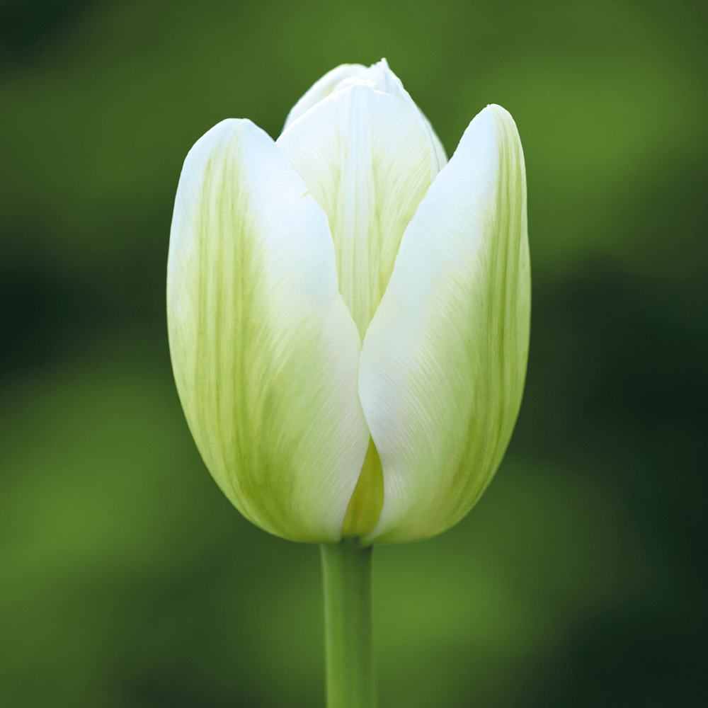 Tapestry Tulip Collection