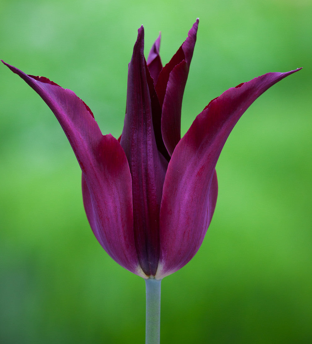 Tulip 'Sarah Raven'