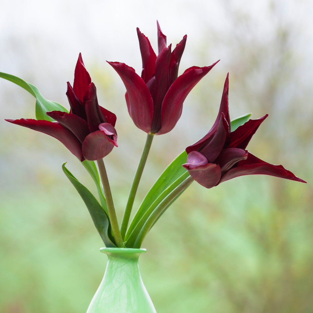 Tulip 'Sarah Raven'