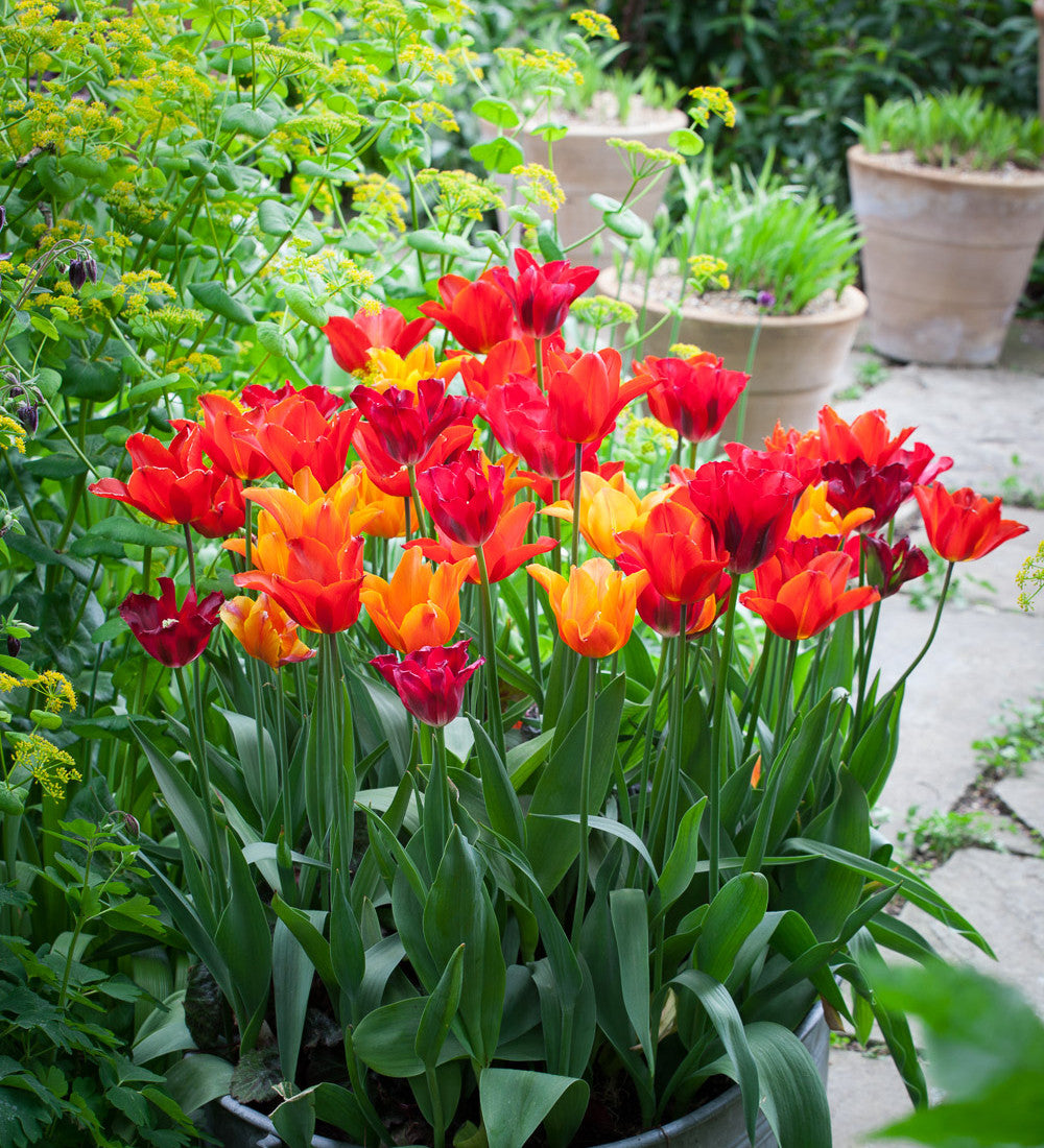 Tulip 'Request'