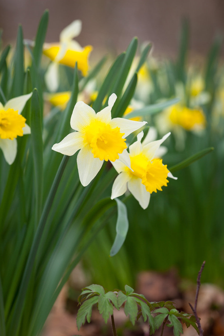Bulbs for Naturalising in Shade Collection