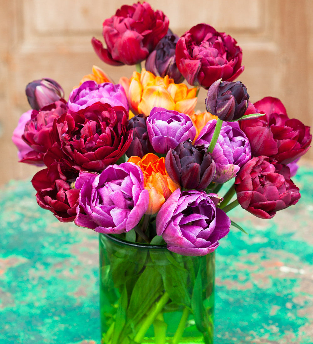 Dark Peony Flowered Tulip Collection