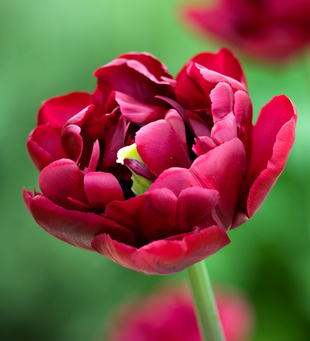 Dark Peony Flowered Tulip Collection