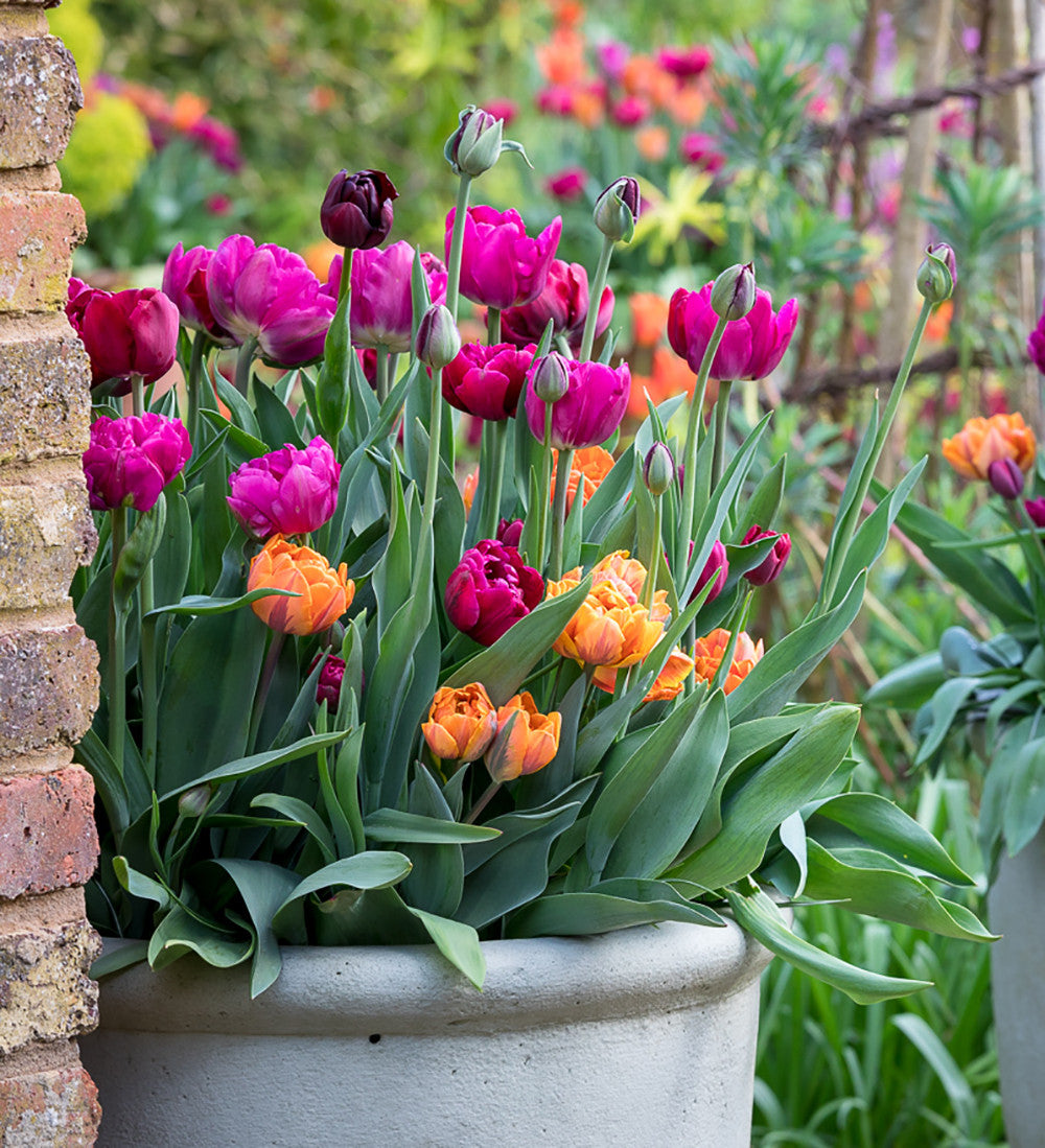 Dark Peony Flowered Tulip Collection