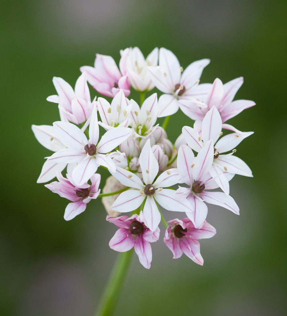 Allium trifoliatum 'Caméléon'