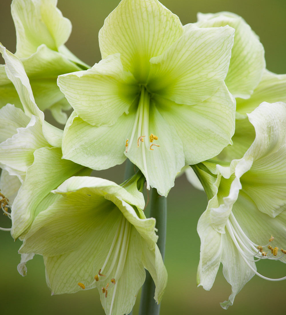 Amaryllis 'Lemon Star'