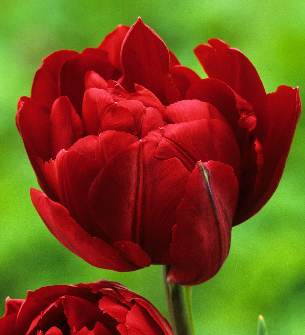 Easy Wow Tulip Collection