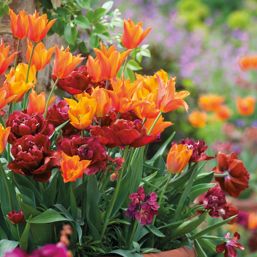 Easy Wow Tulip Collection