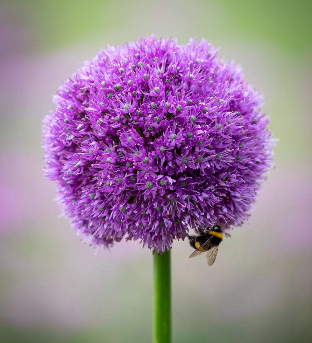Parham Allium Collection