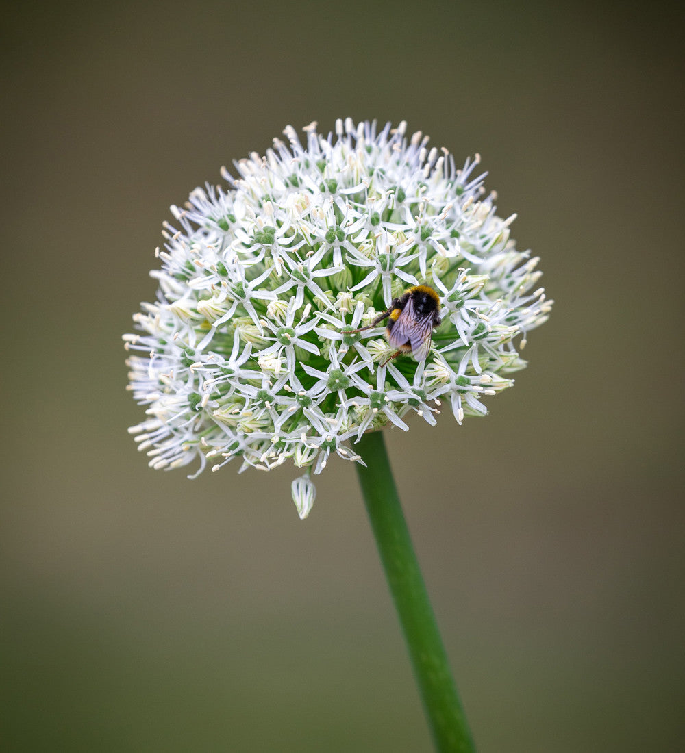 Allium stipitatum 'White Giant'