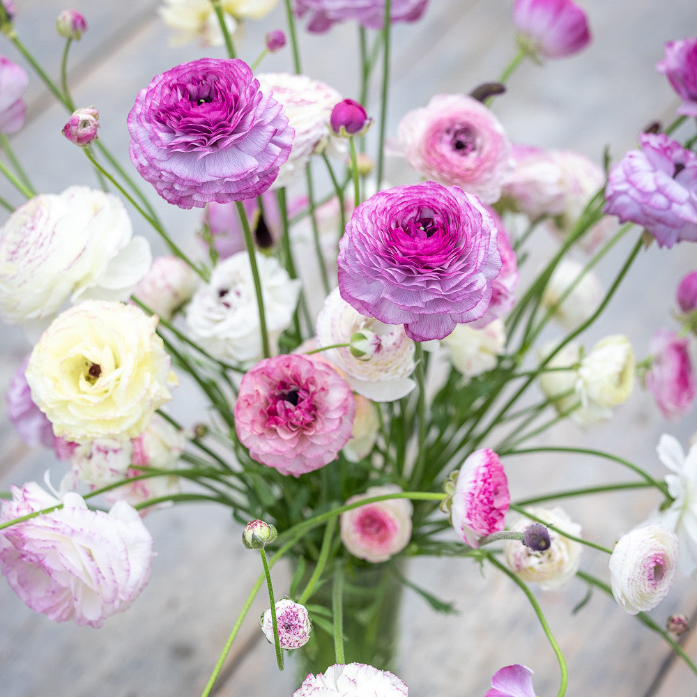 Ranunculus Collection