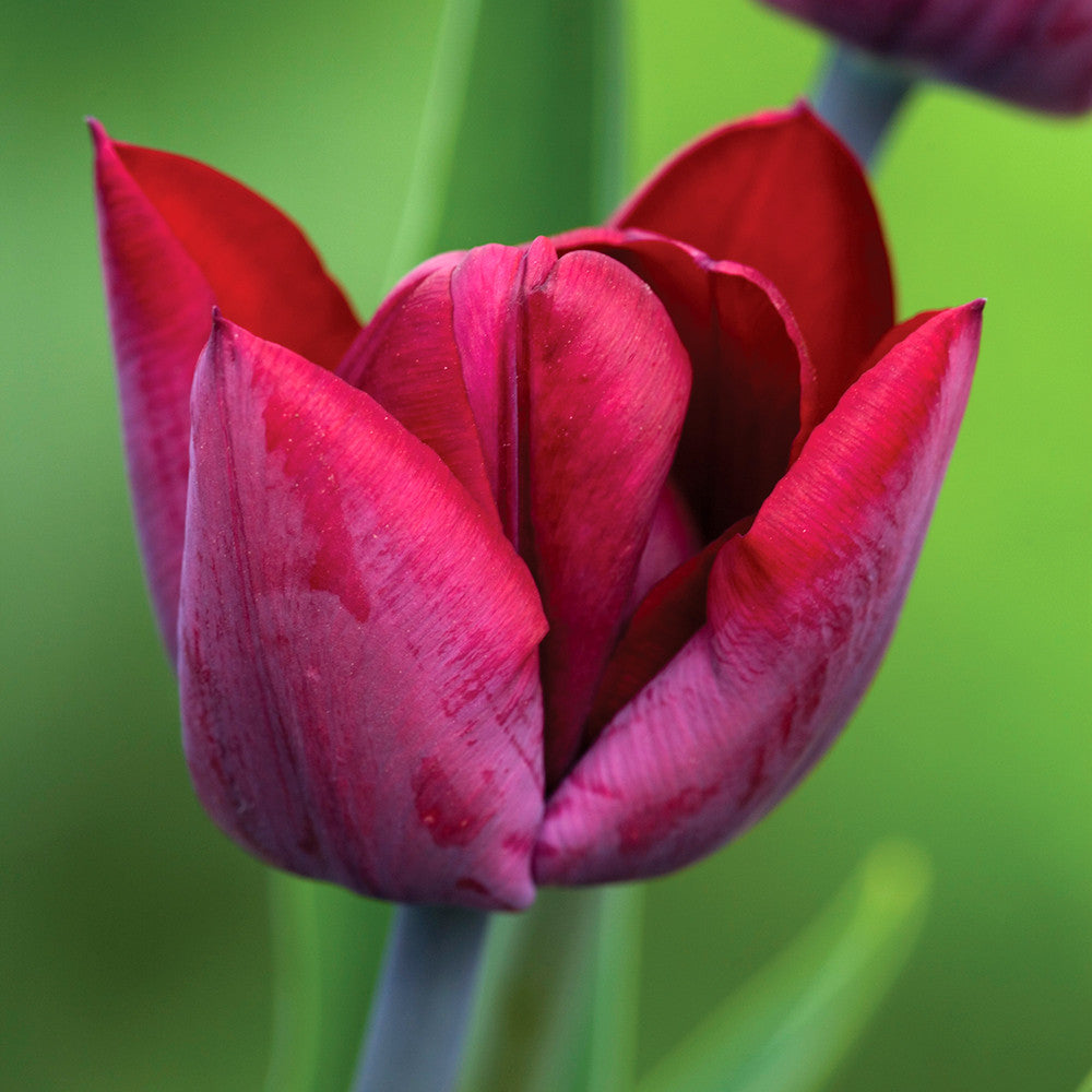 Plum and Apricot Tulip Mix