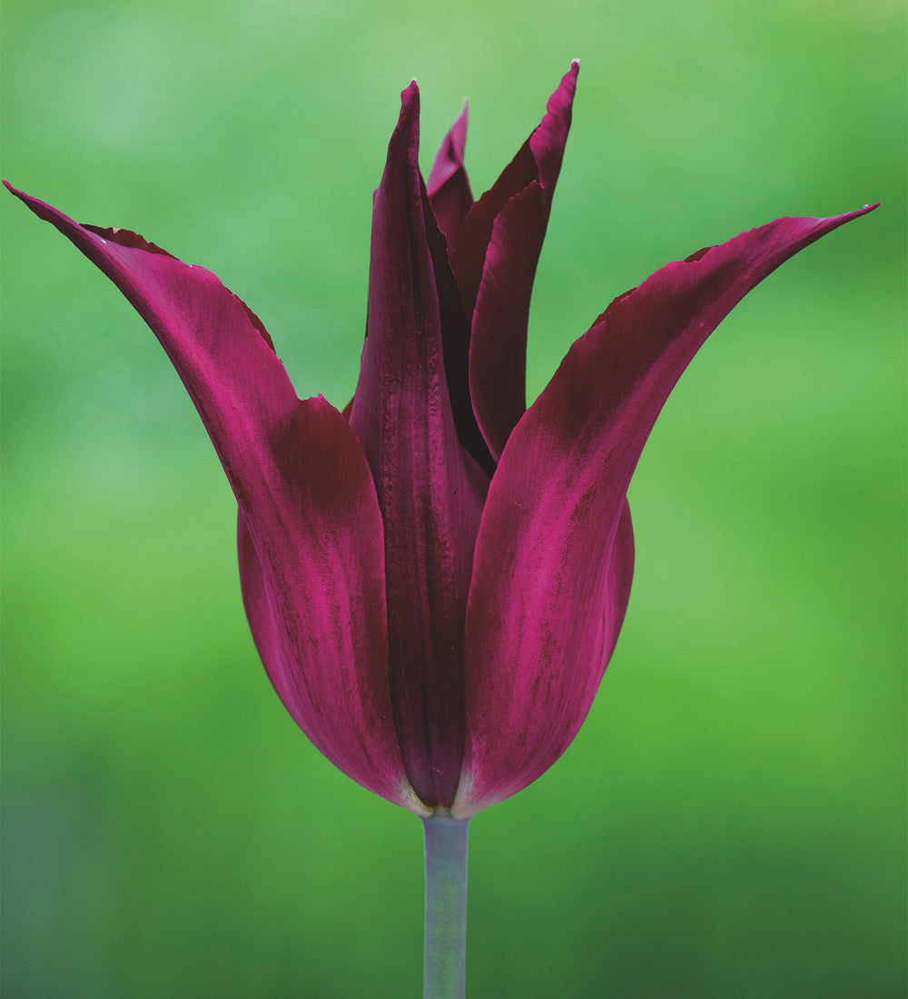 Lily-flowered Tulip Pot Collection