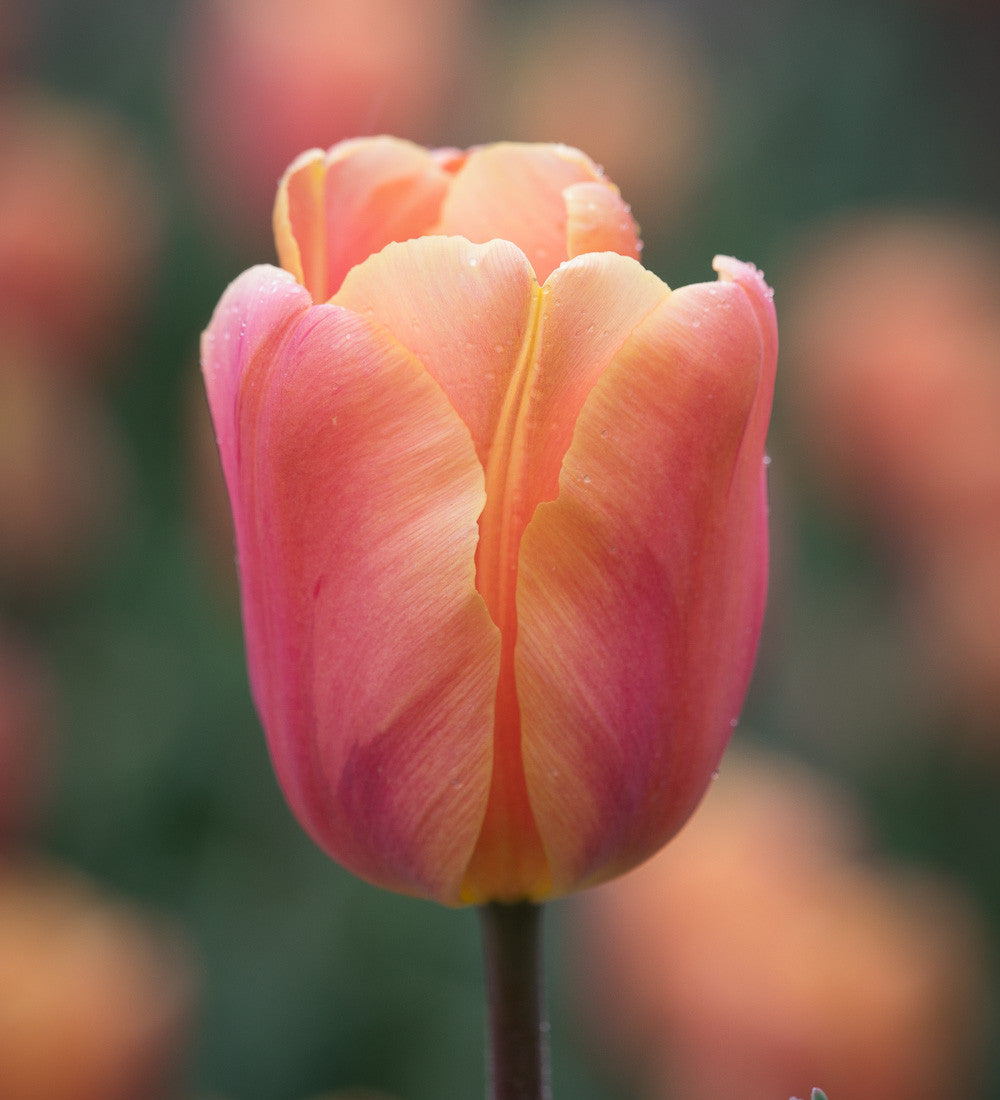 Pewter Tulip Collection