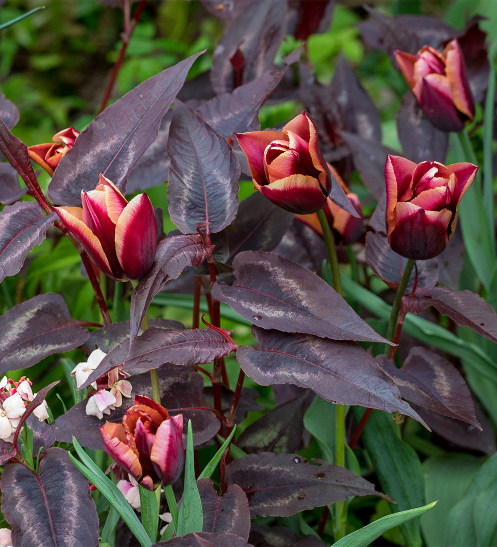 Tulip 'Slawa'