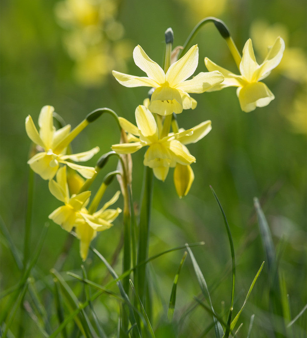 Narcissus for Naturalising Collection