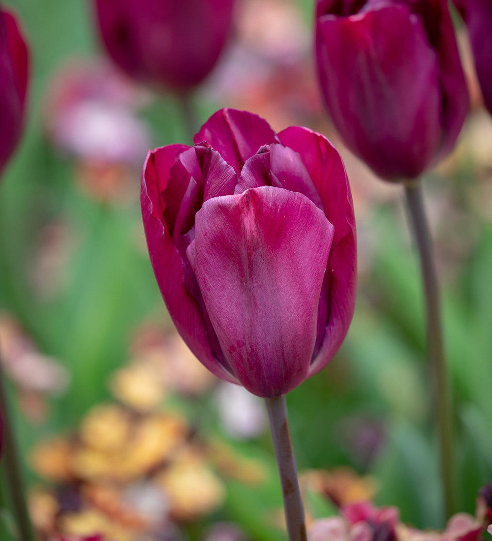 Dutch Yard Tulip Collection