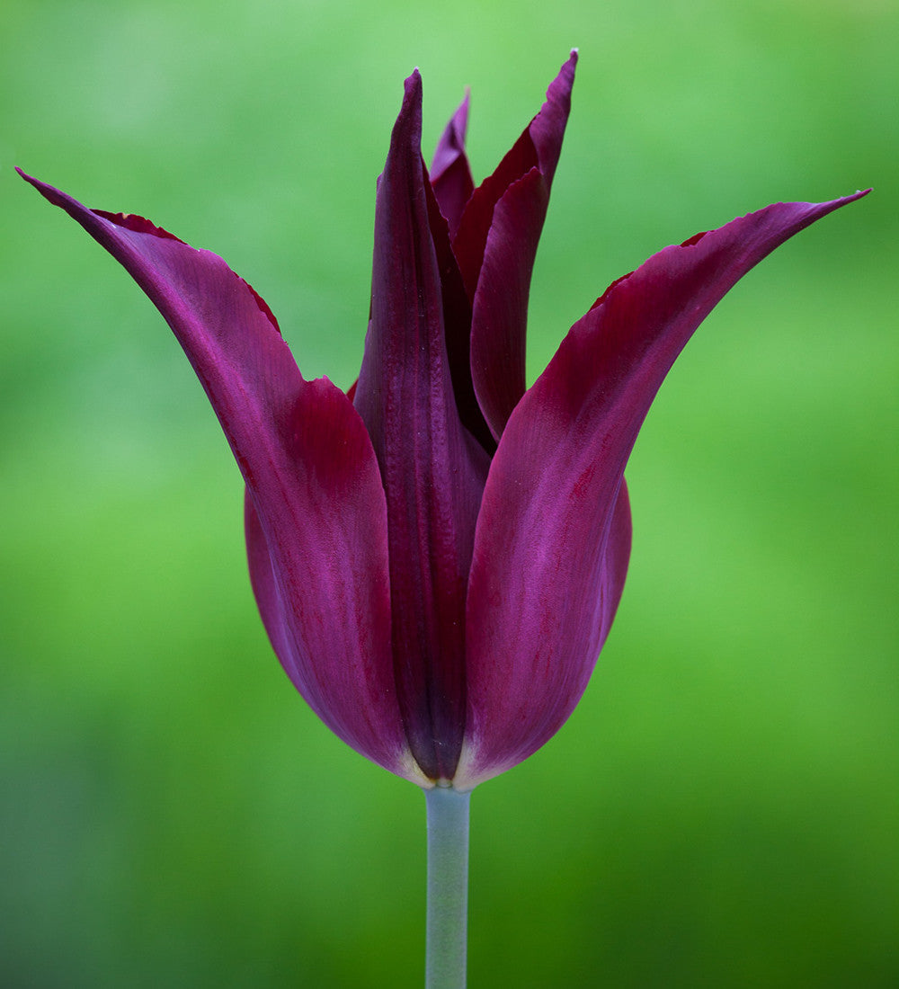 Bold and Brilliant Tulip Collection