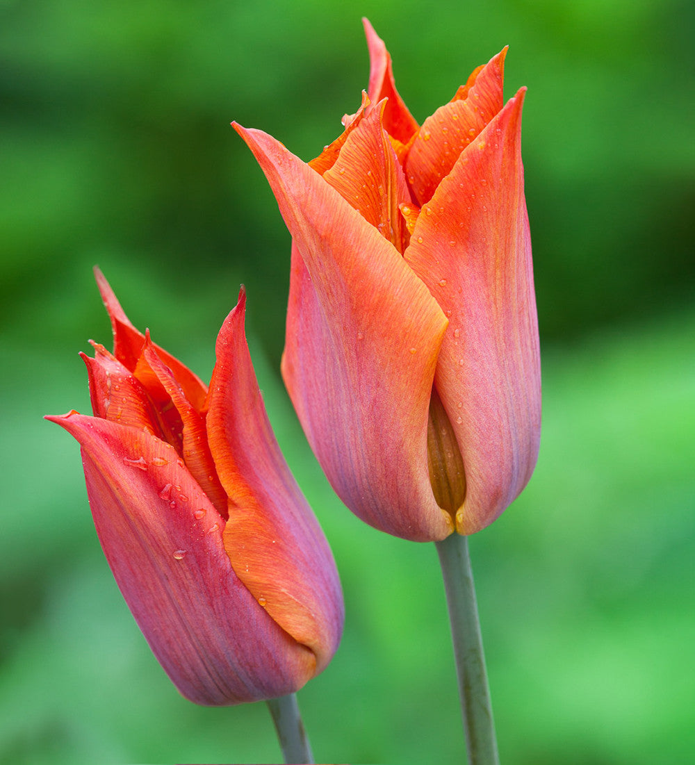 Boiled Sweet Tulip Collection