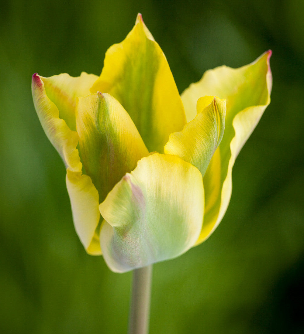 Lemon Sorbet Tulip Collection