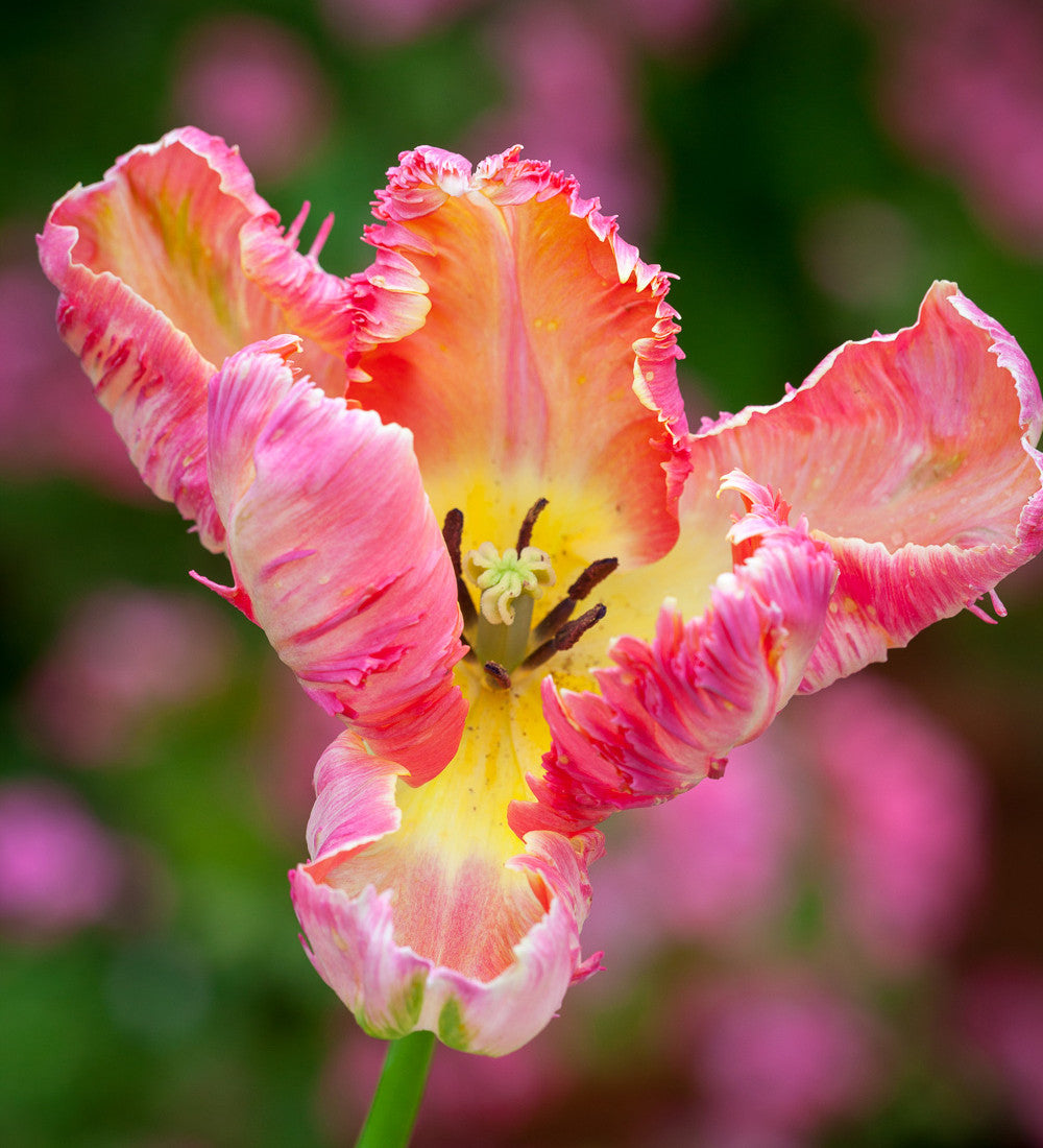 Renoir Tulip Collection