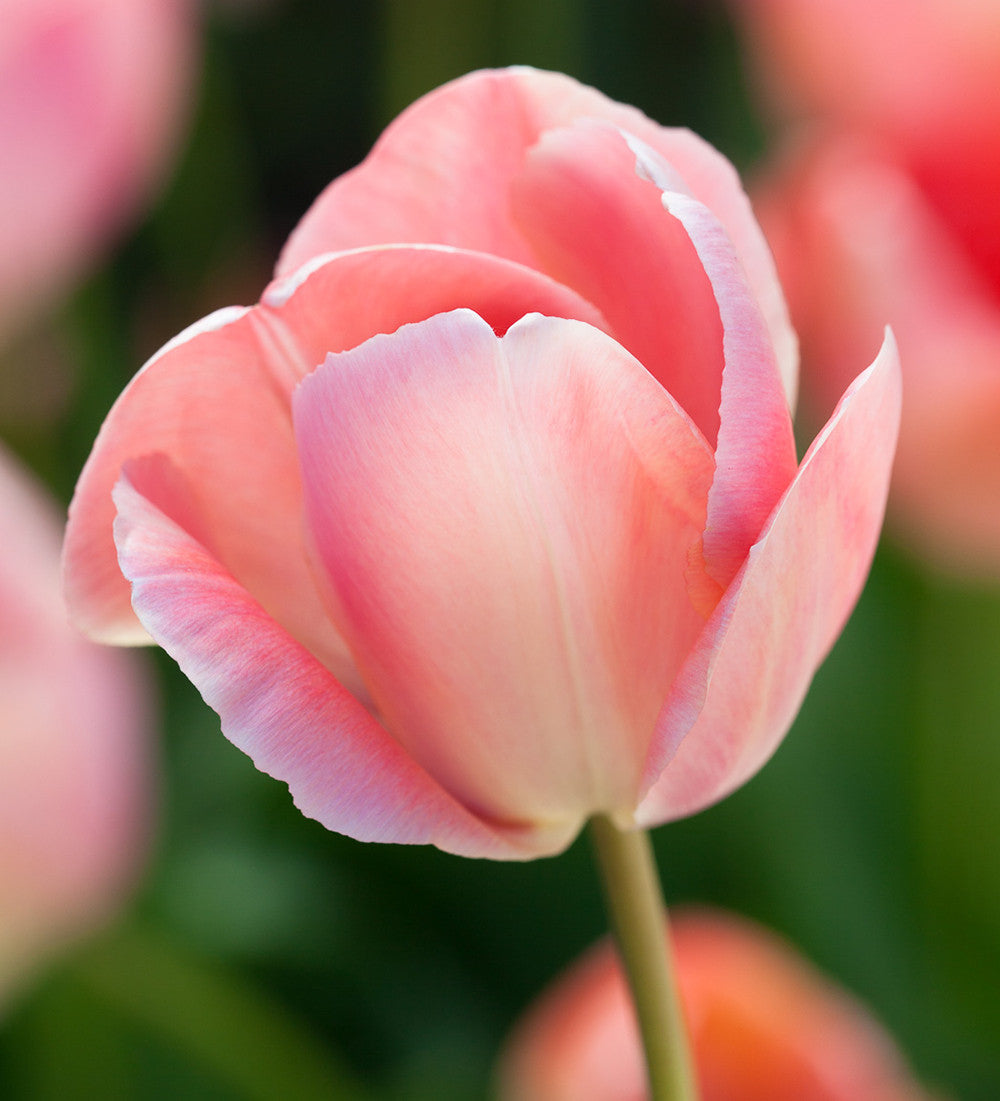 Renoir Tulip Collection
