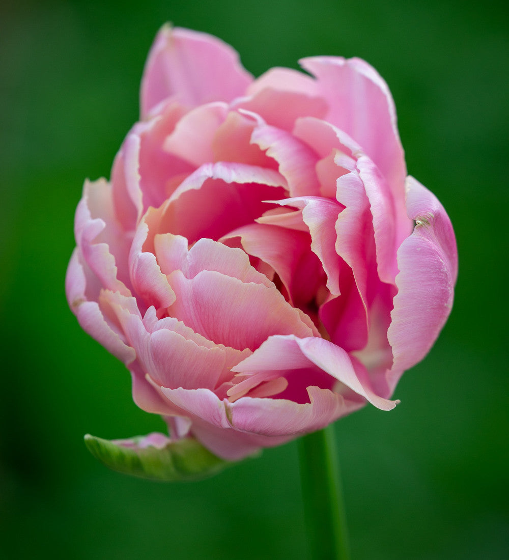 Renoir Tulip Collection