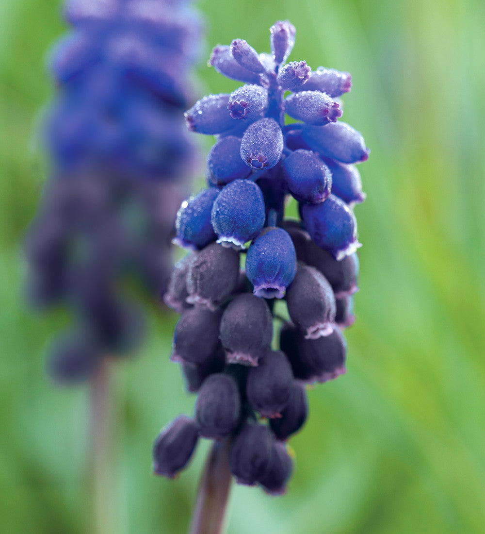 The Botticelli Perennial Bulb Collection