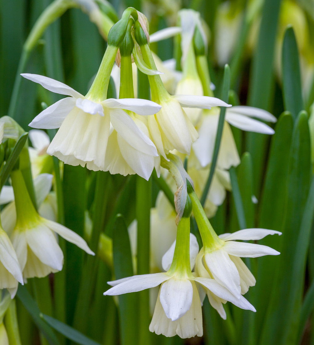 The Botticelli Perennial Bulb Collection