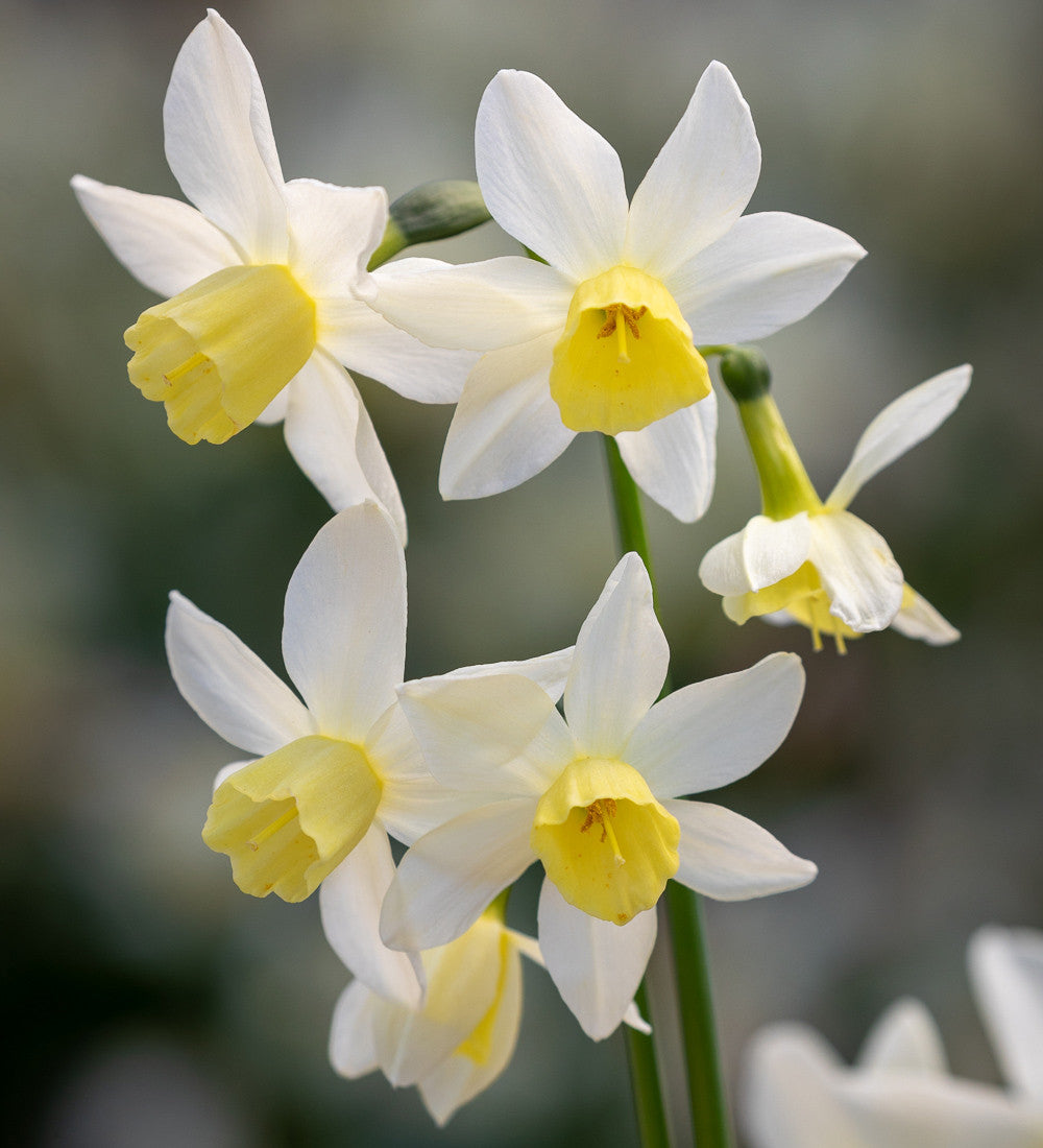 The Botticelli Perennial Bulb Collection