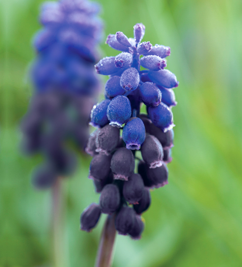 Delft Blue Perennial Bulb Collection