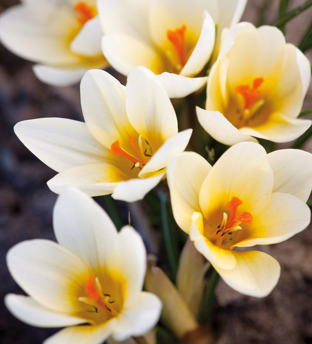 Crocus chrysanthus 'Cream Beauty'