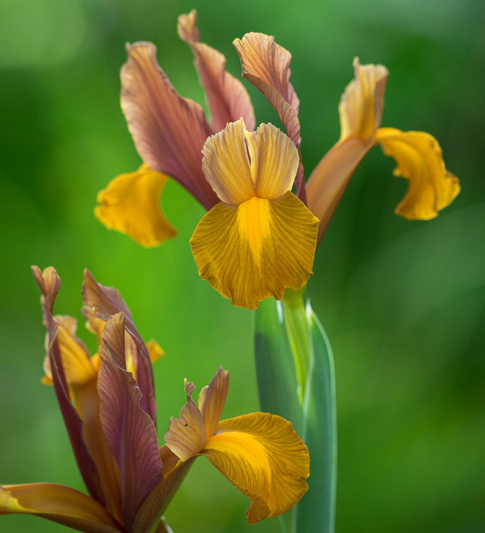 Iris x hollandica 'Lion King'