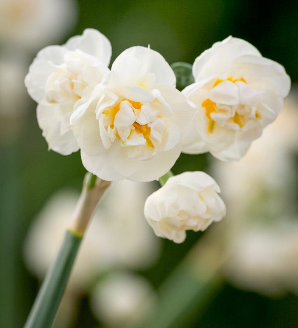 Narcissus 'Erlicheer' (Forcing)
