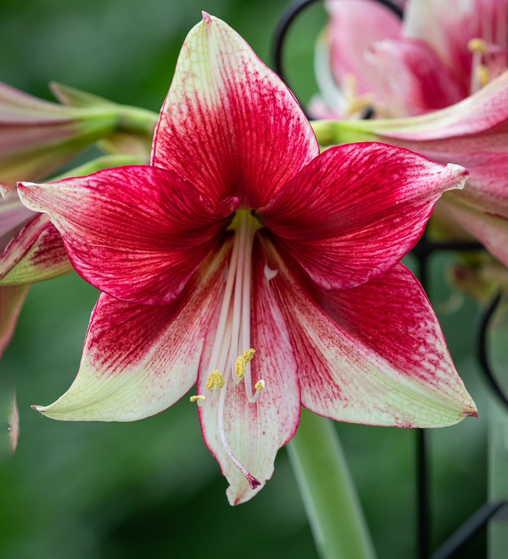 Amaryllis 'Tosca'