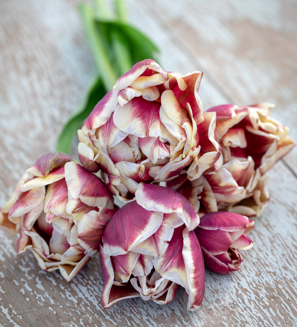 Sweet Wine Tulip Collection