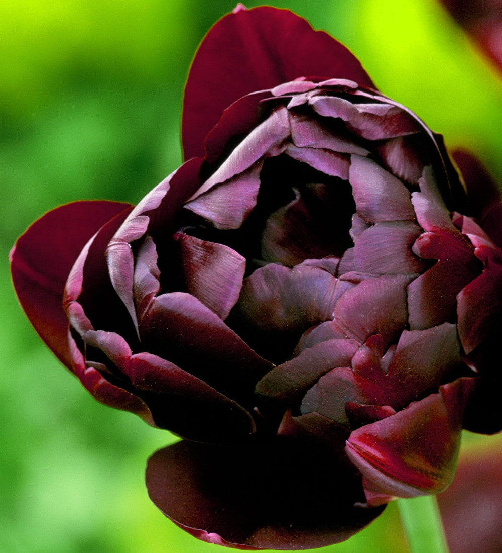 Madame de Pompadour Tulip Collection