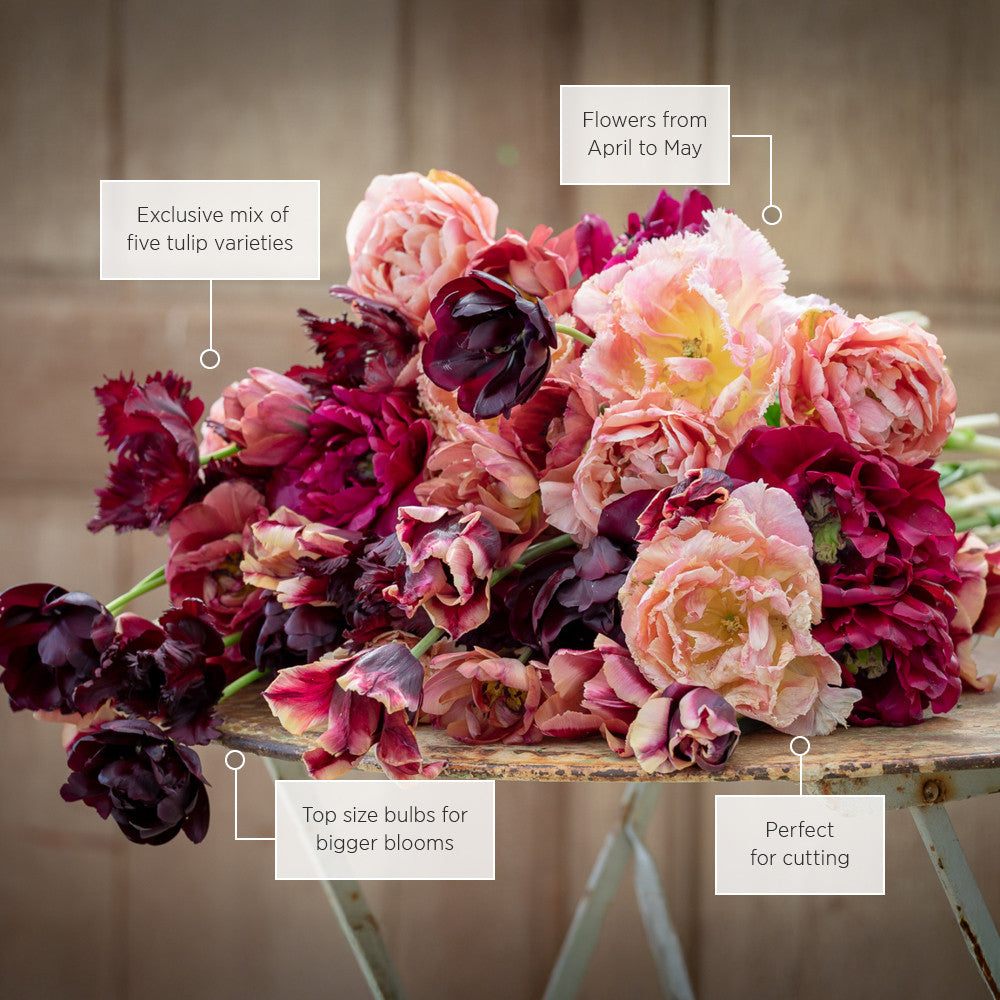 Madame de Pompadour Tulip Collection